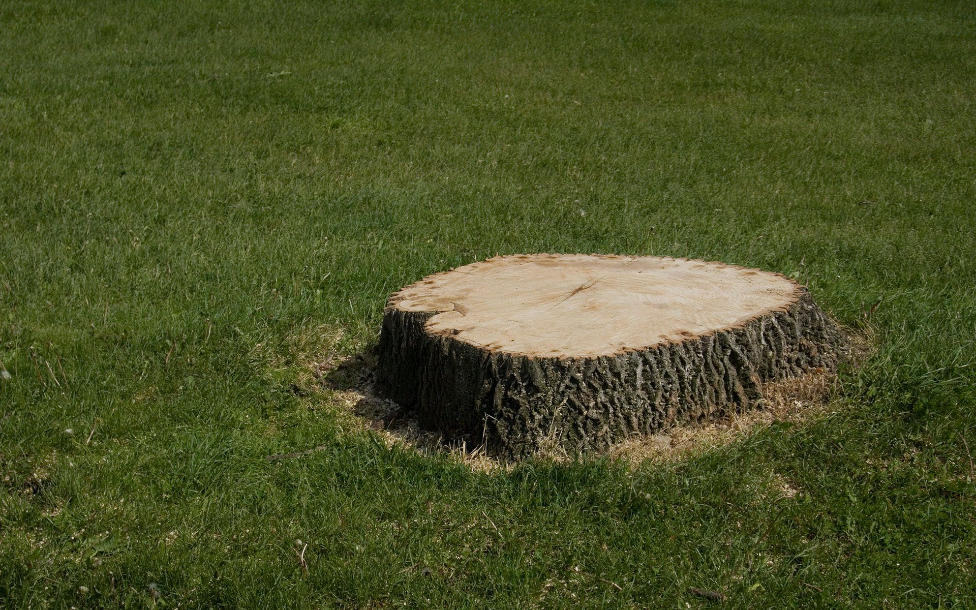 Big Tree Stump — Bowling Green, KY — Affordable Tree Service LLC