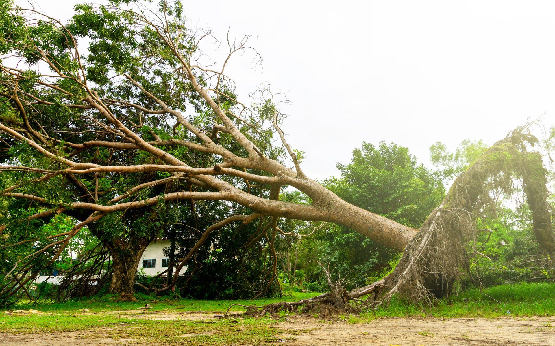 Storm Damage Tree — Bowling Green, KY — Affordable Tree Service LLC