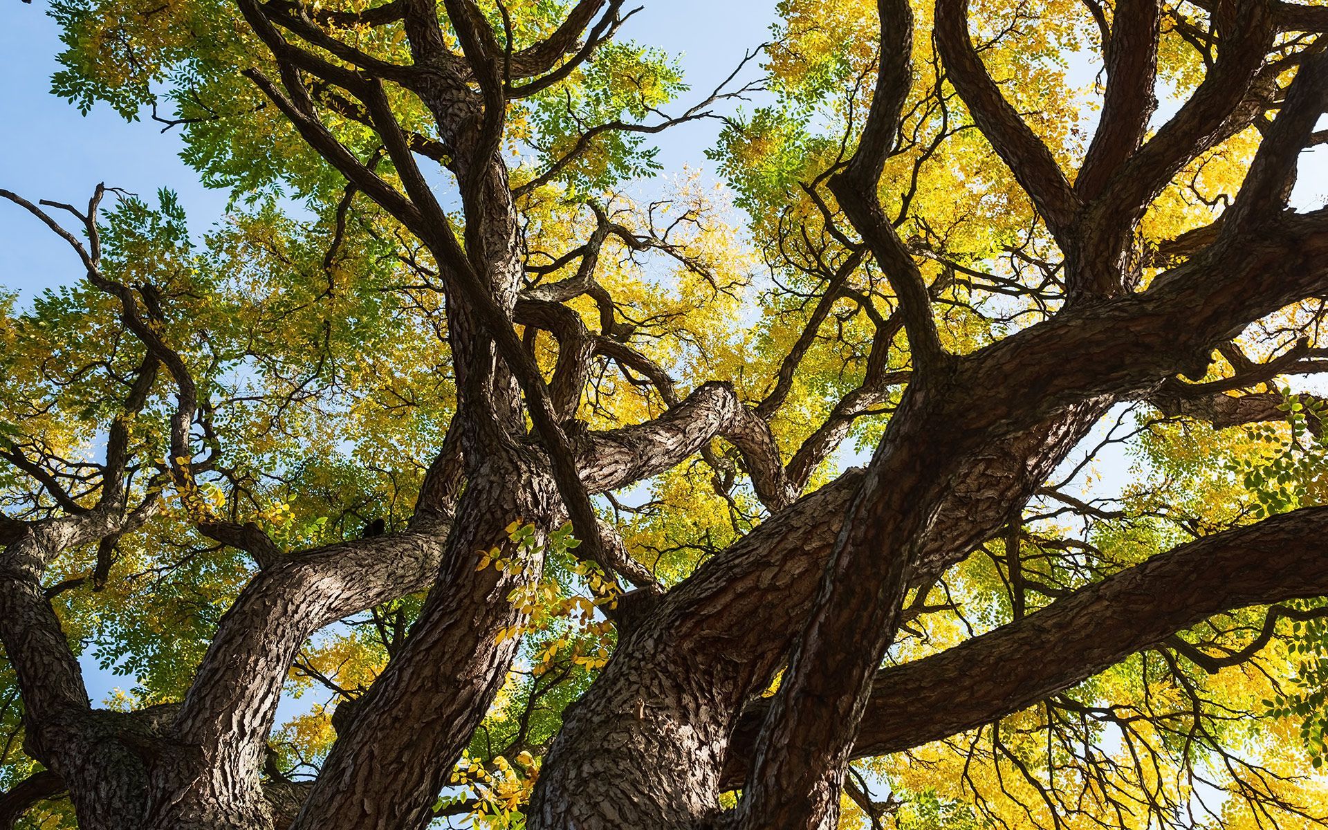 Kentucky Coffee Tree — Bowling Green, KY — Affordable Tree Service LLC