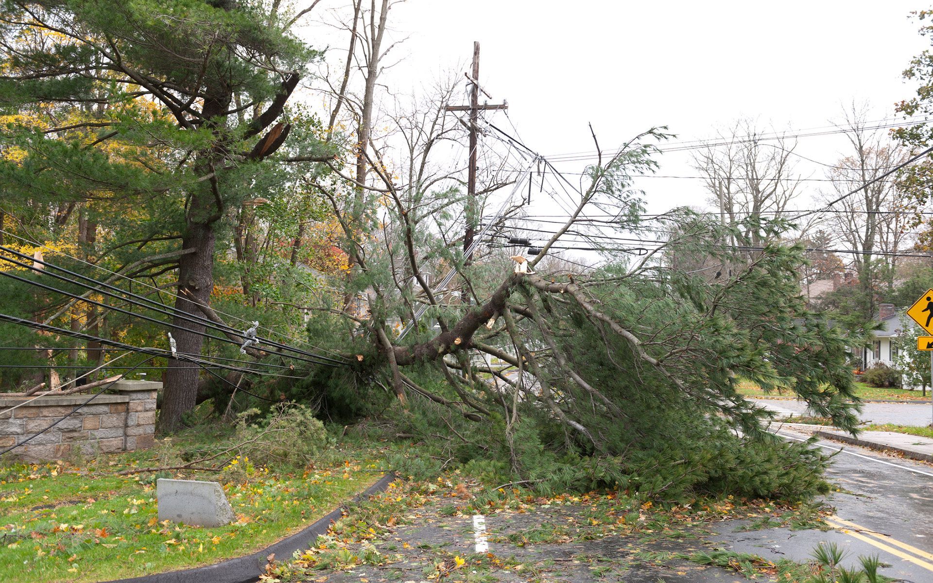 Fallen Tree In Power Line — Bowling Green, KY — Affordable Tree Service LLC