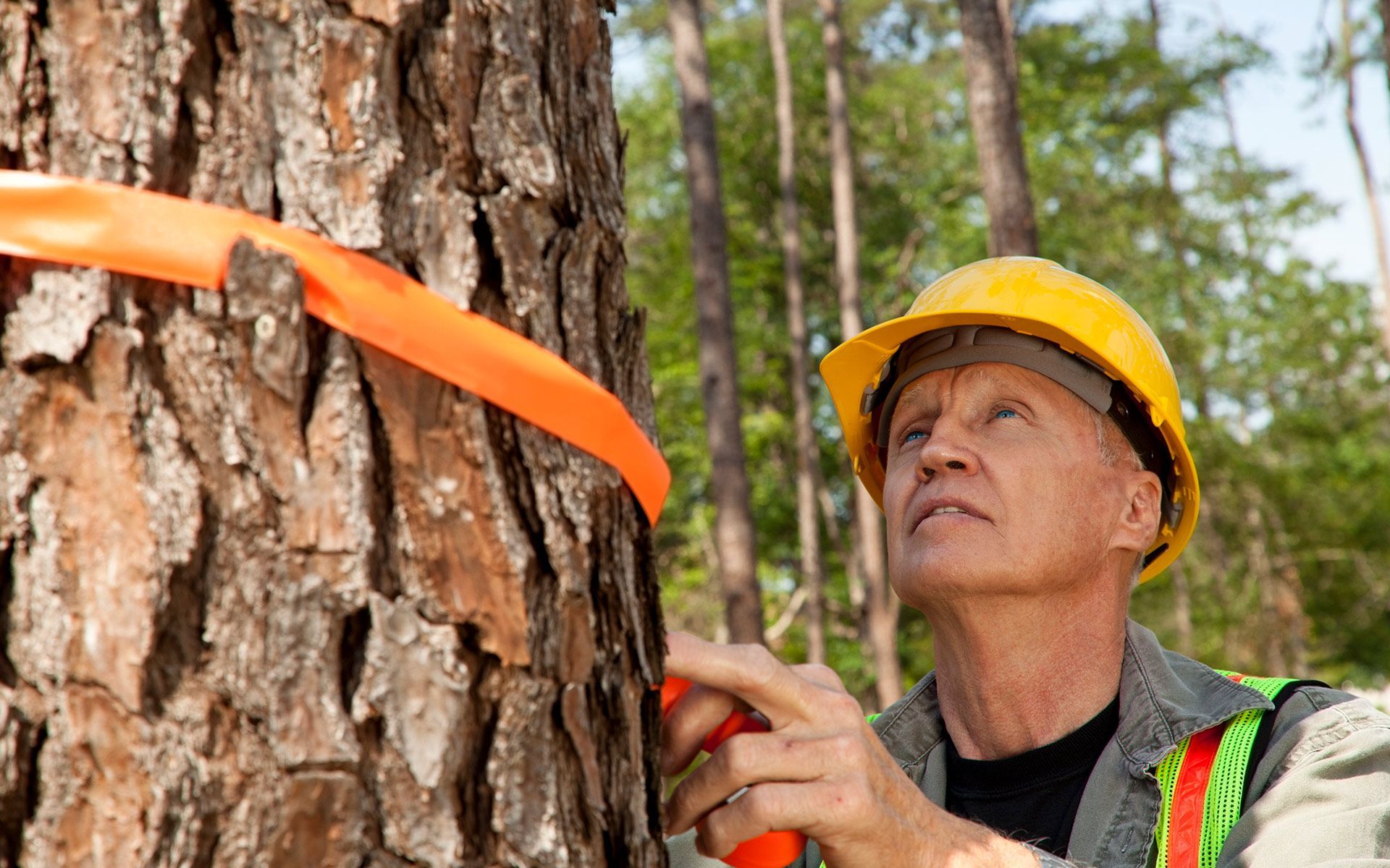 Marking Tree — Bowling Green, KY — Affordable Tree Service LLC