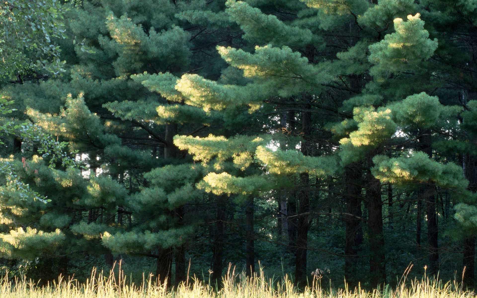 Eastern White Pine — Bowling Green, KY — Affordable Tree Service LLC