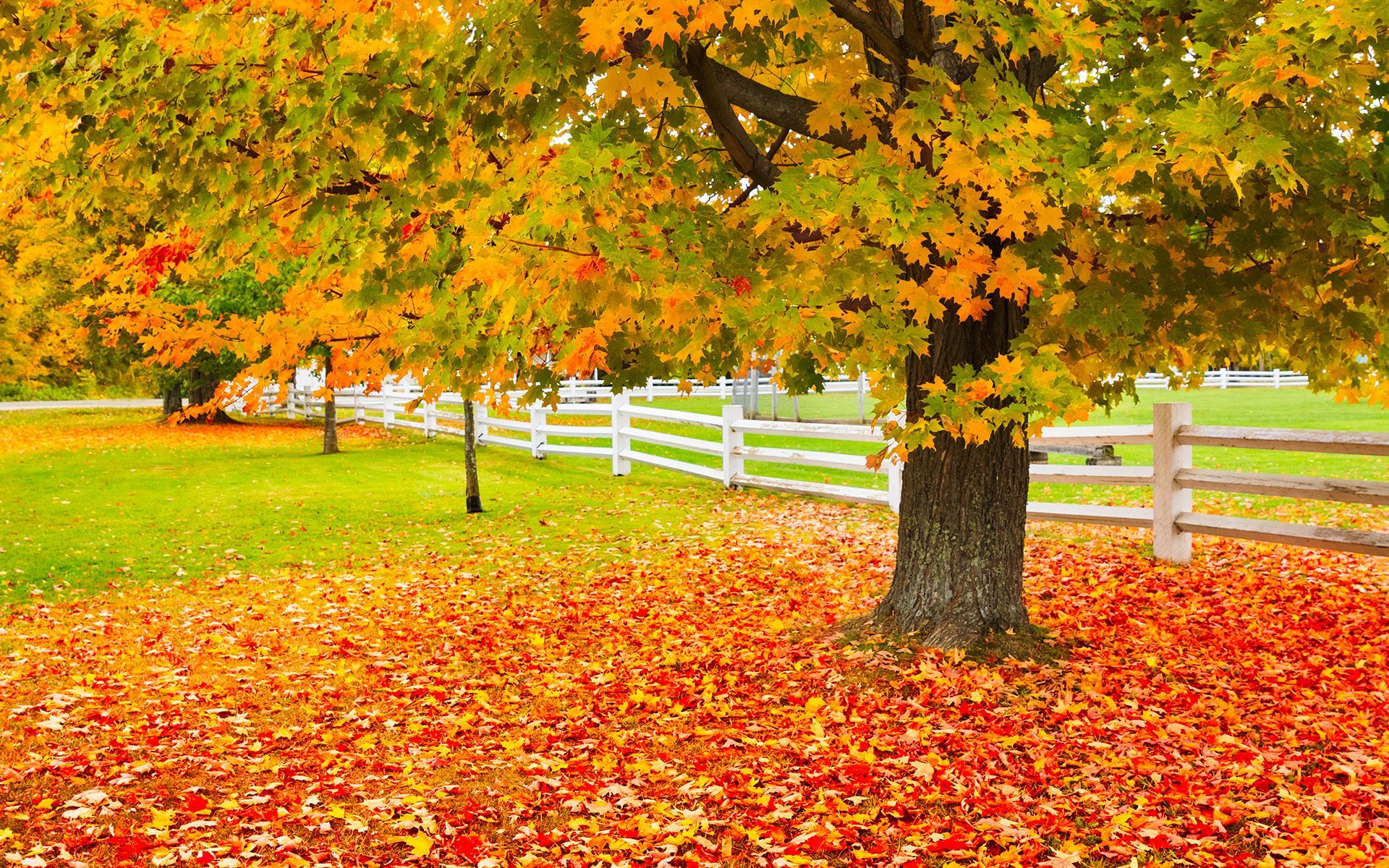 Sugar Maple — Bowling Green, KY — Affordable Tree Service LLC