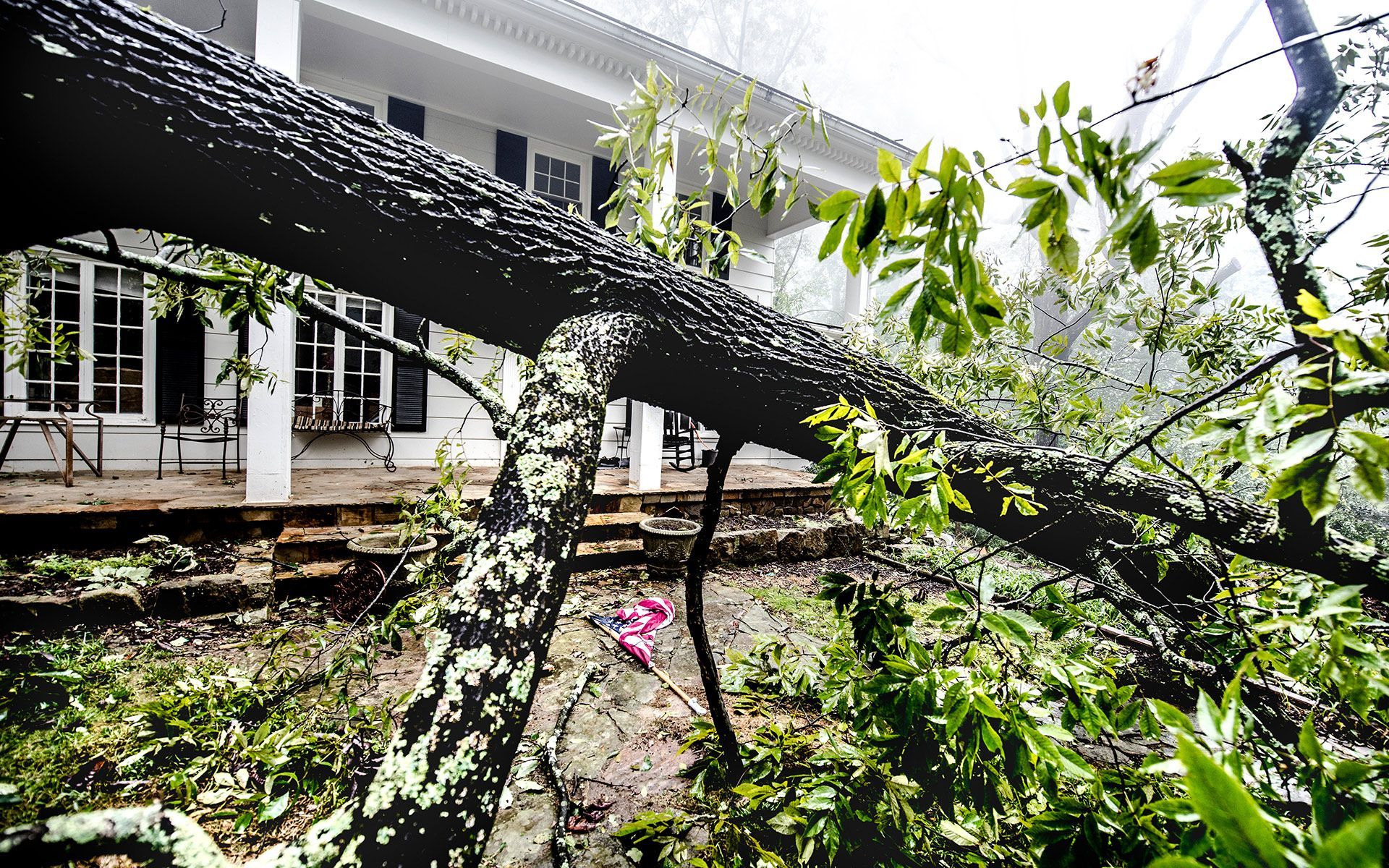 Fallen Tree — Bowling Green, KY — Affordable Tree Service LLC