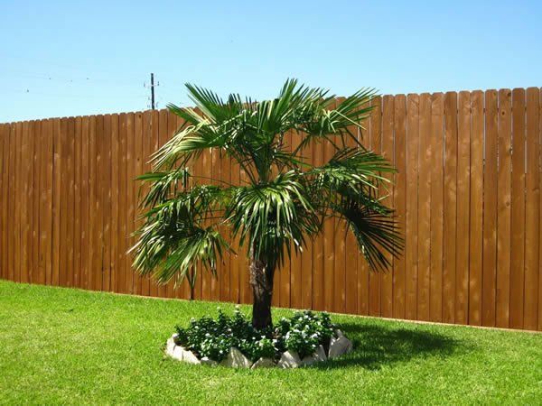 Tree and Stained Fence — Pearland, TX — Fence Keeper
