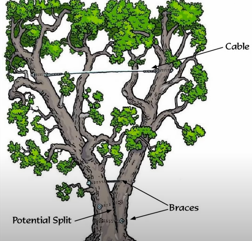 An image with a tree that shows examples of cables, braces, and where a tree could be weak and split.