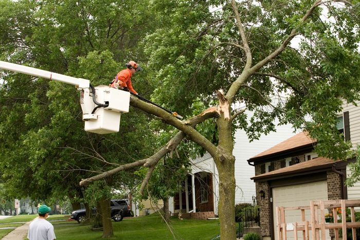 A pole saw being used to trim a cut a damaged limb from a tree.