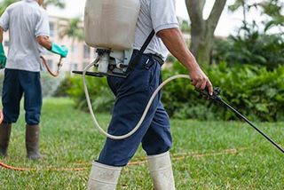 Pest Control Services