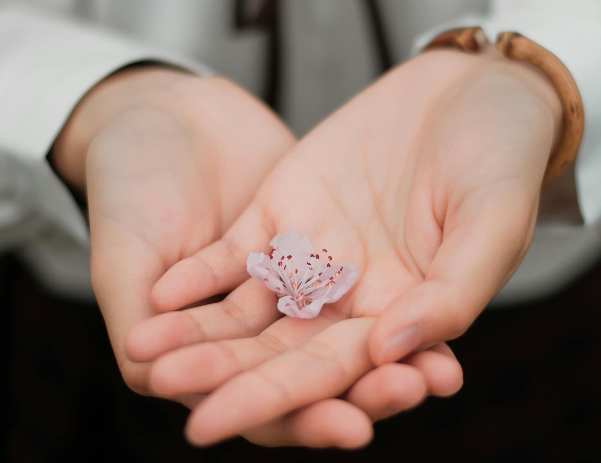 De handen houden een tere, roze en witte bloem vast.