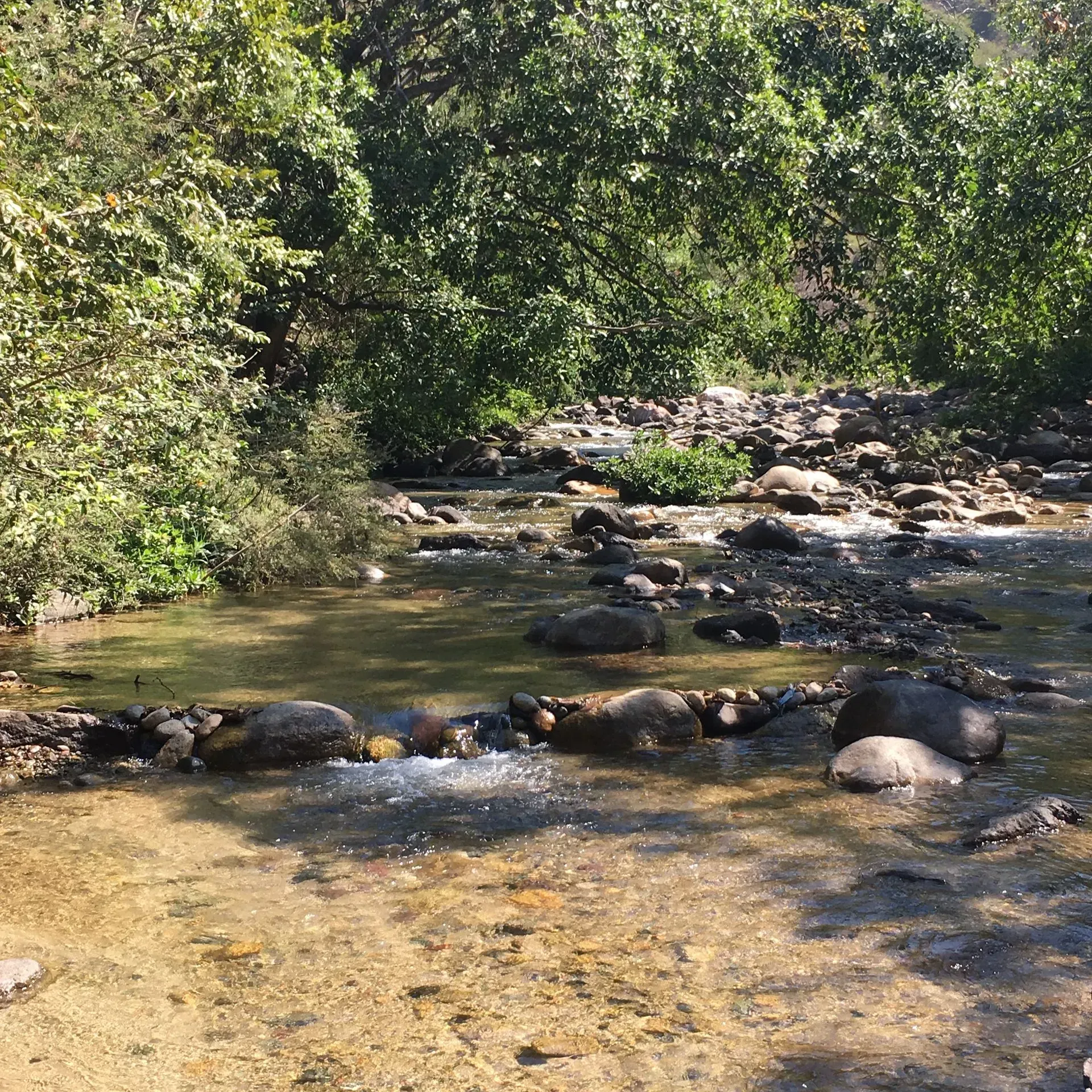 A river flowing through a lush green forest surrounded by rocks and trees