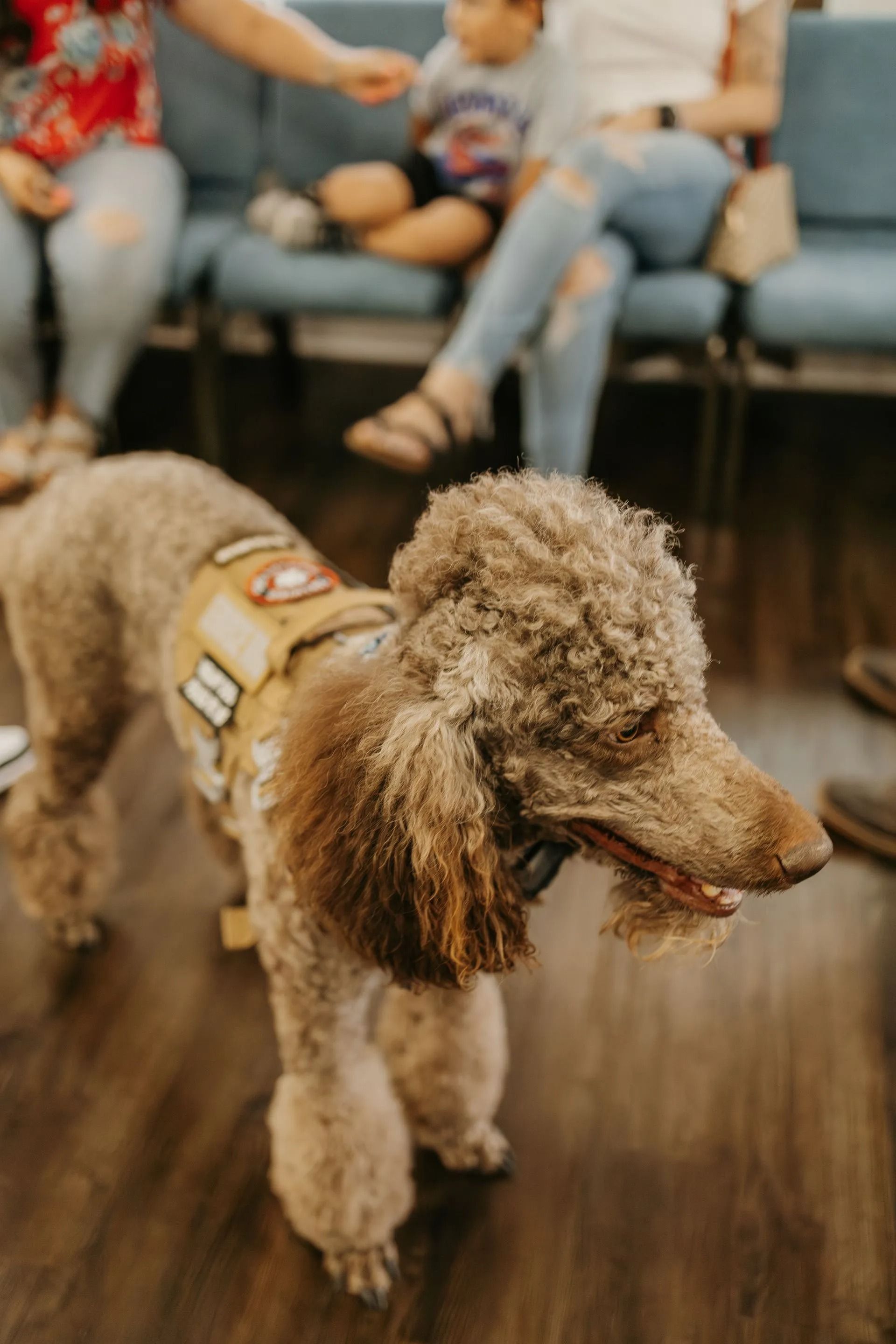 A brown poodle wearing a harness is standing in a waiting room.