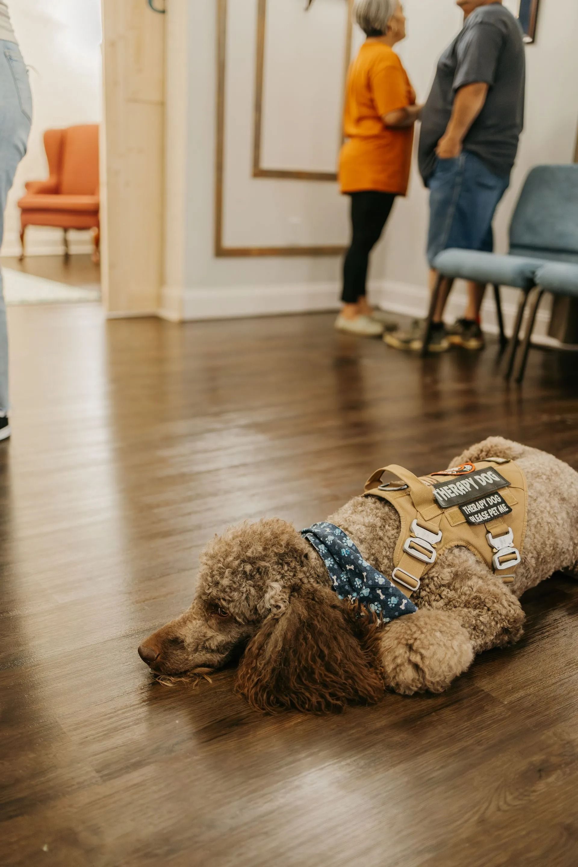 A dog wearing a harness is laying on the floor in a waiting room.