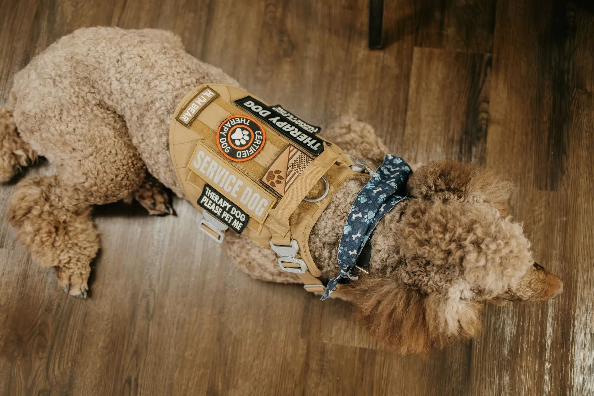 A small dog wearing a service dog vest is laying on the floor.