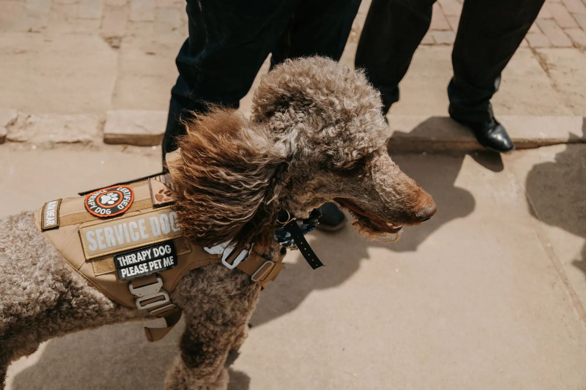 A small poodle wearing a service dog vest is standing on a sidewalk.