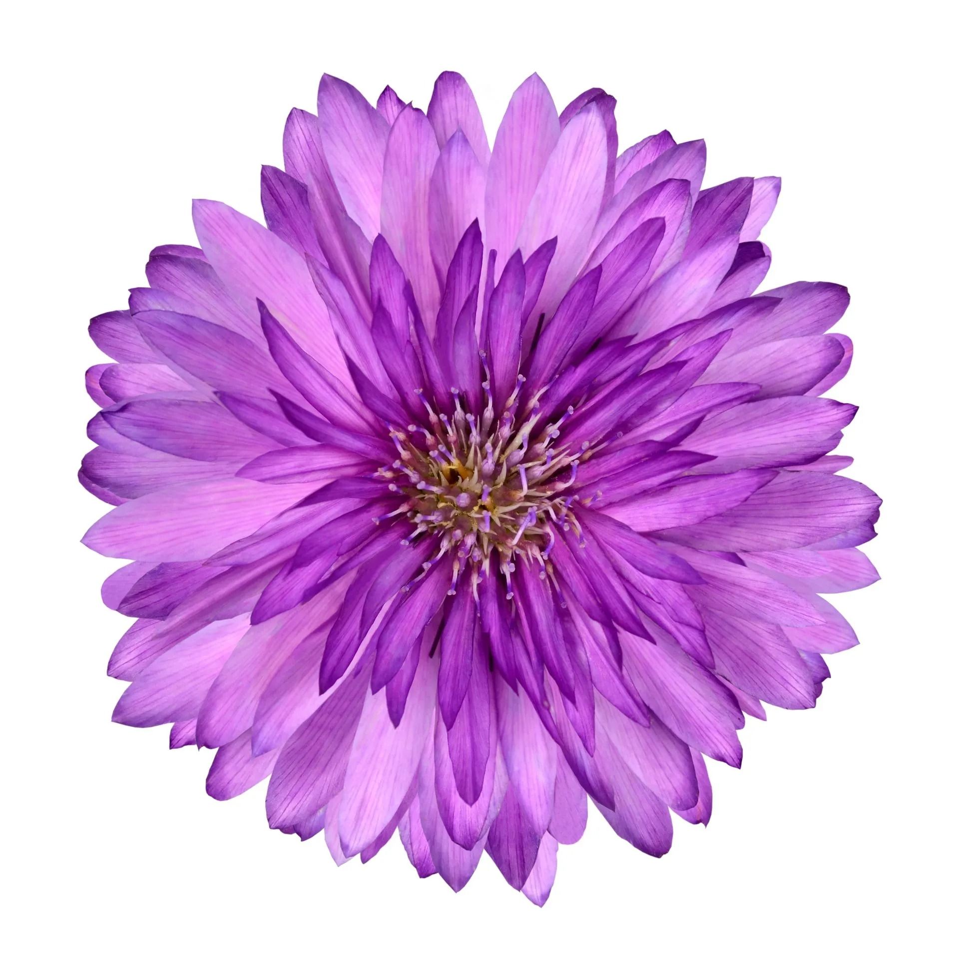 A close up of a purple flower on a white background