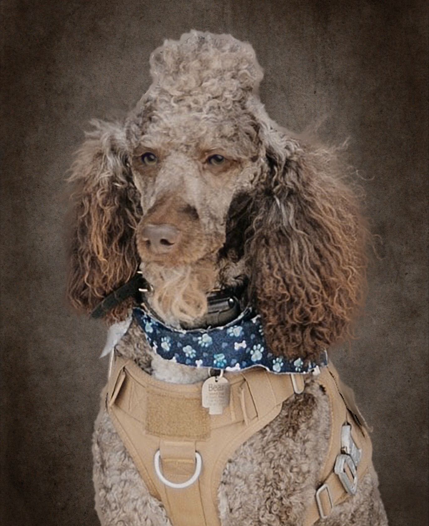 A brown poodle wearing a blue collar and harness
