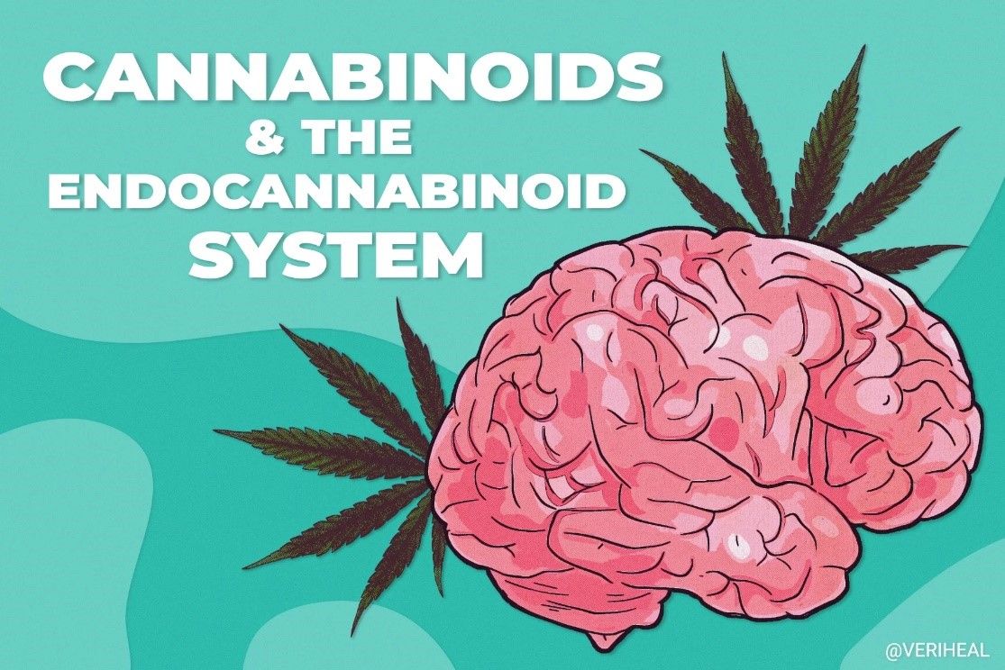 illustration of a brain affected by cannabis