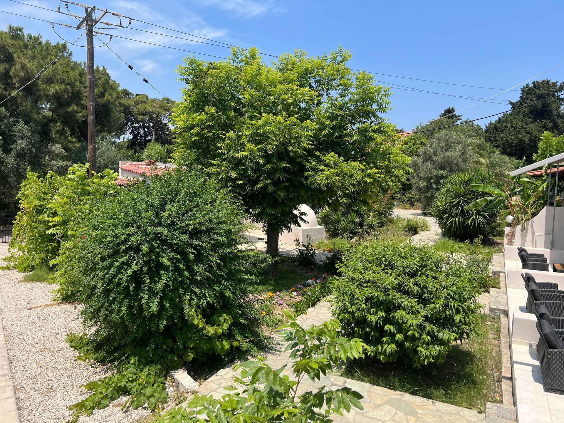A lush green garden with trees and bushes in front of a house.