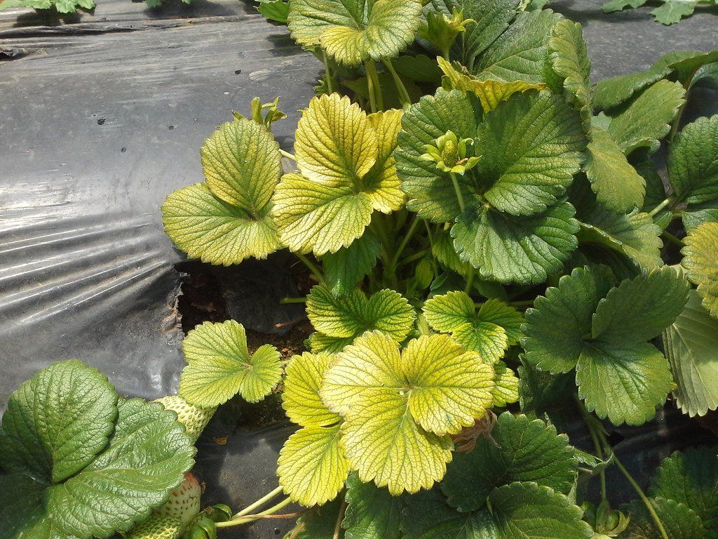 A close up of a plant with yellow leaves