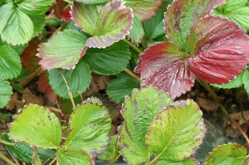 A close up of a strawberry plant with green and red leaves.