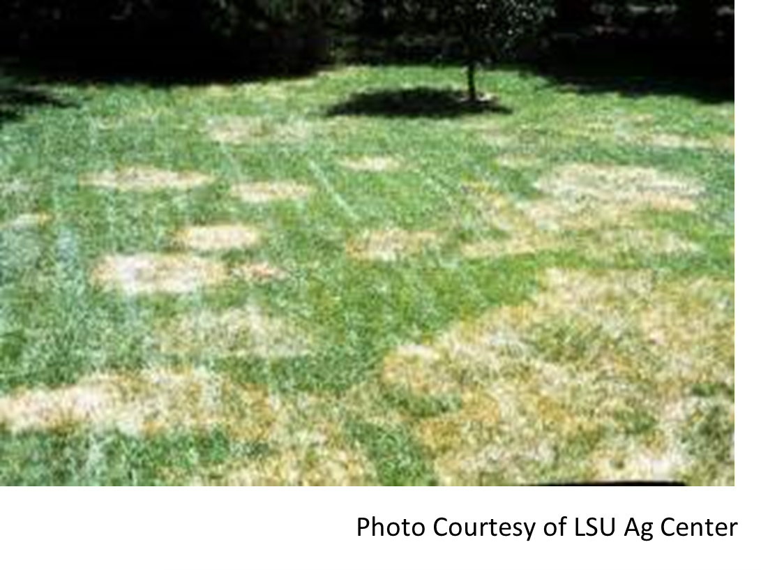 A picture of a lawn with white spots on it.