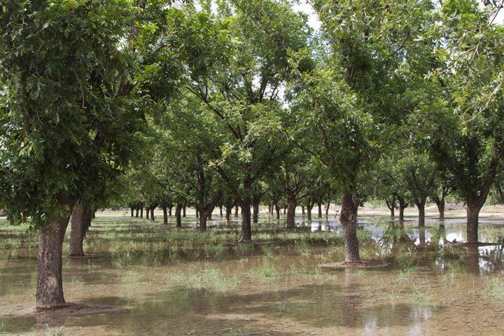 A row of trees in a flooded field.