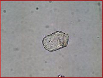 A close up of a rock under a microscope with a red border.