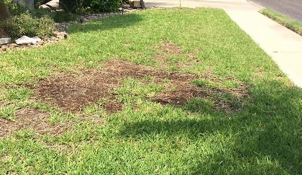 A lawn with a lot of brown spots on it.