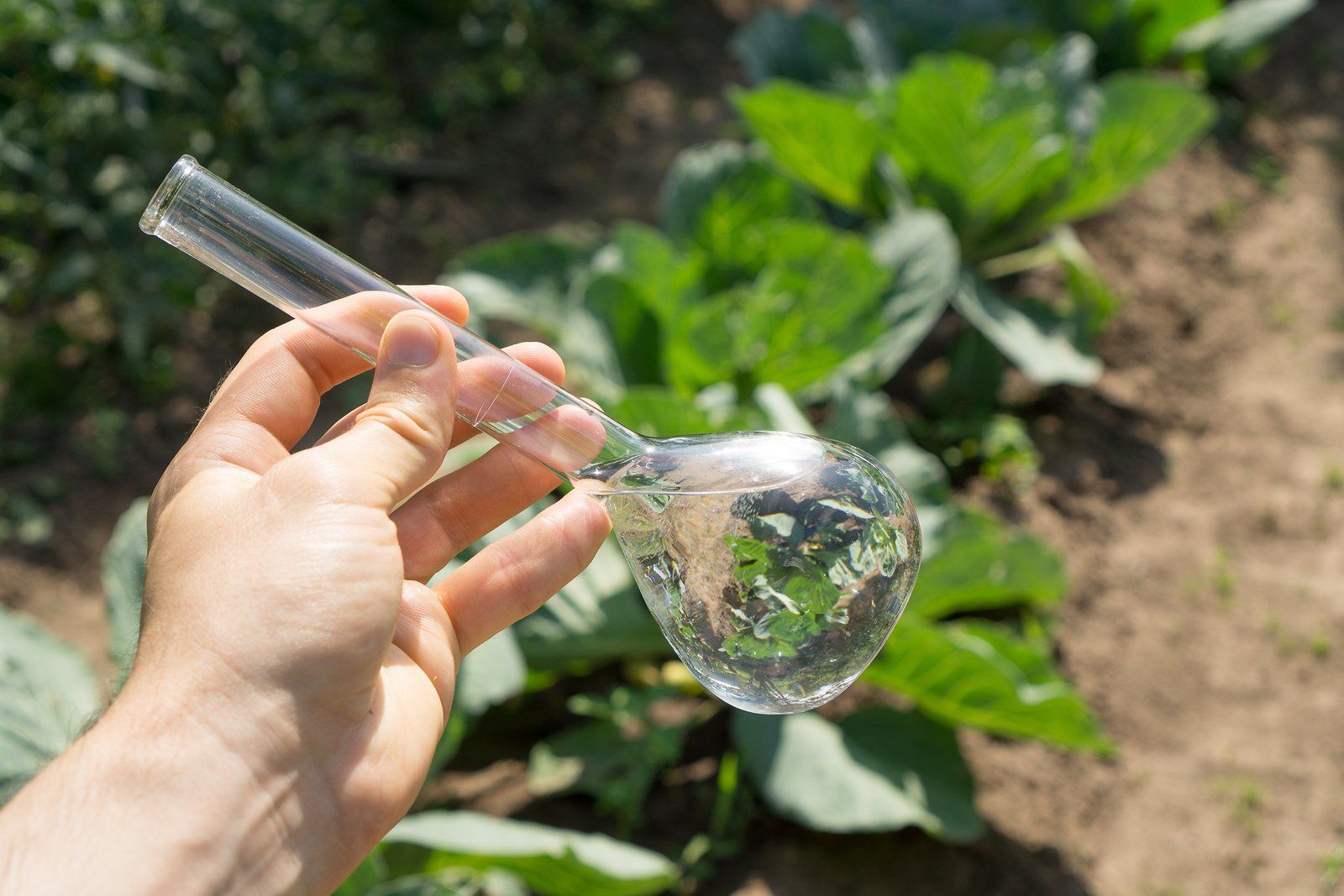 A person is holding a beaker with a plant in the background.