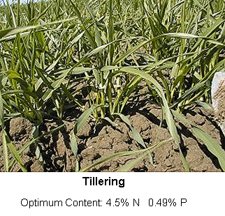 A field of corn plants growing in the dirt.