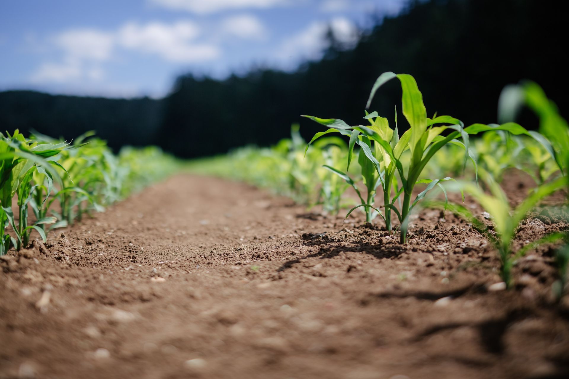 A field of corn plants growing out of the ground.