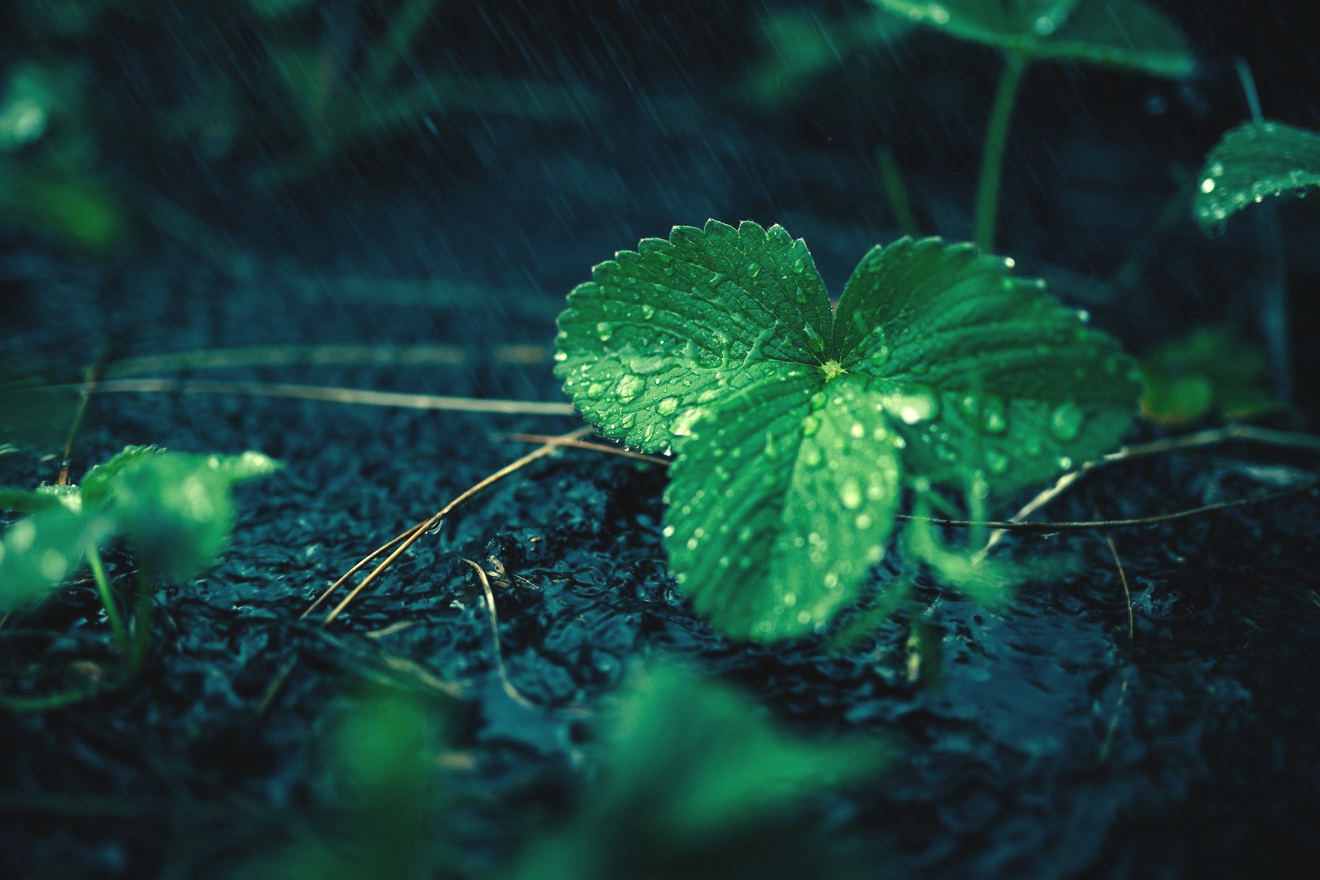 A close up of a green leaf with water drops on it.