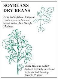 A drawing of a plant called soybeans dry beans