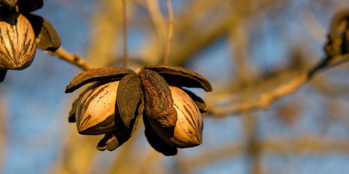 A close up of pecans hanging from a tree branch.