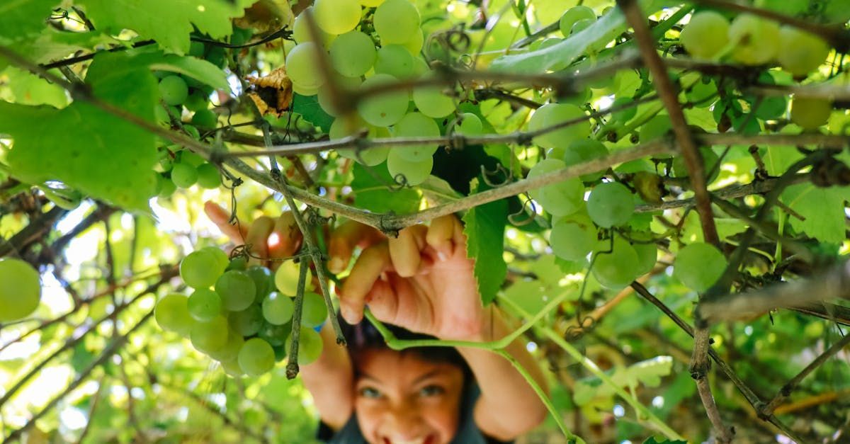 A young boy is hanging from a vine in a vineyard.