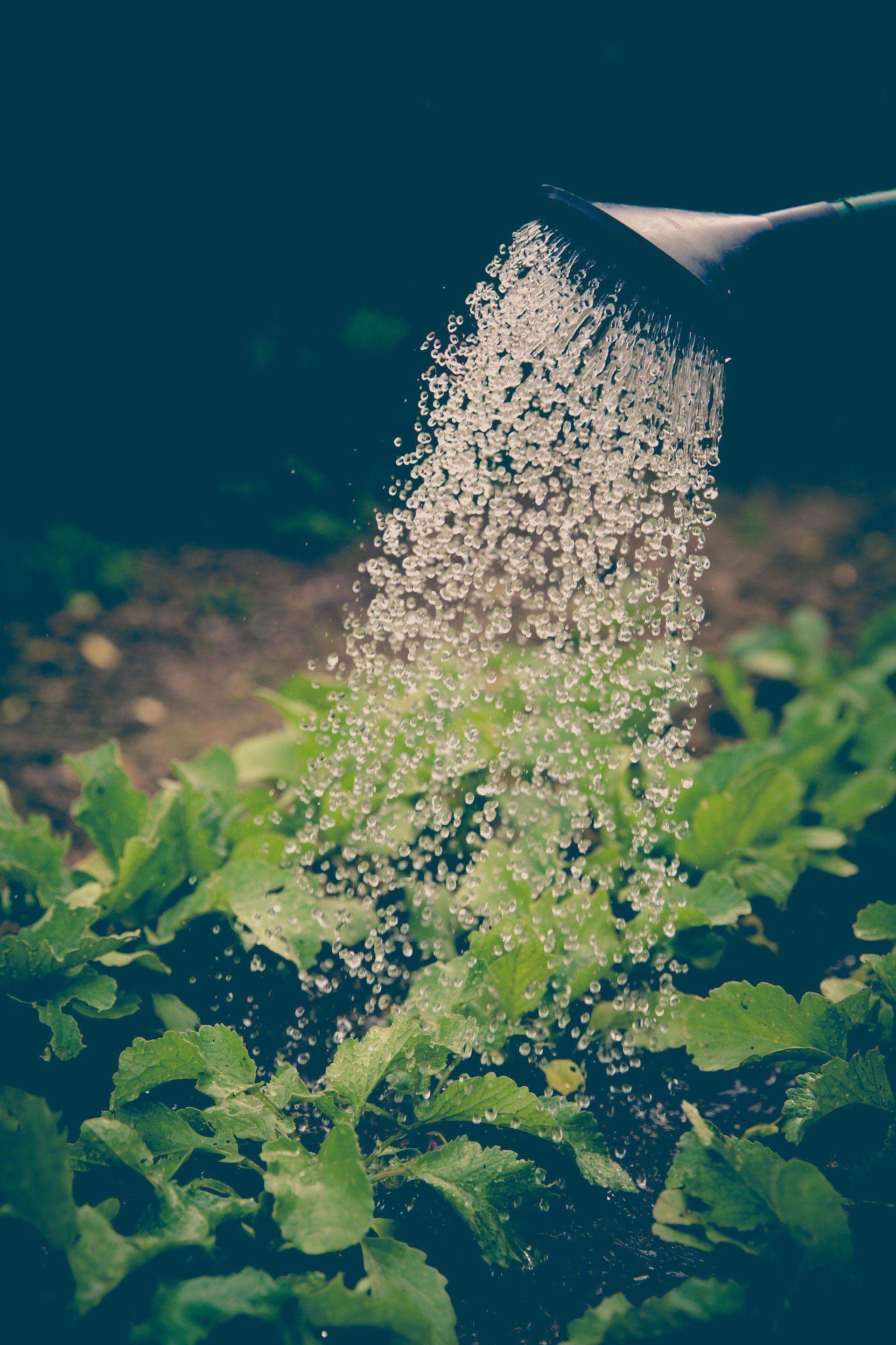 A person is watering a plant with a watering can.