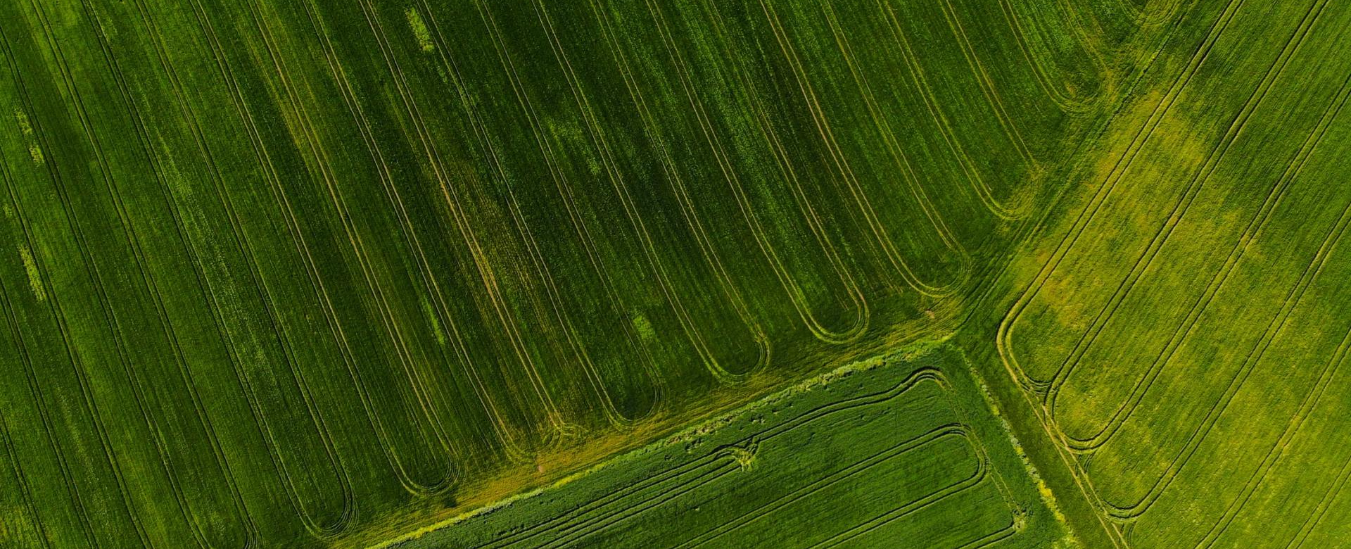 An aerial view of a green field with rows of trees.