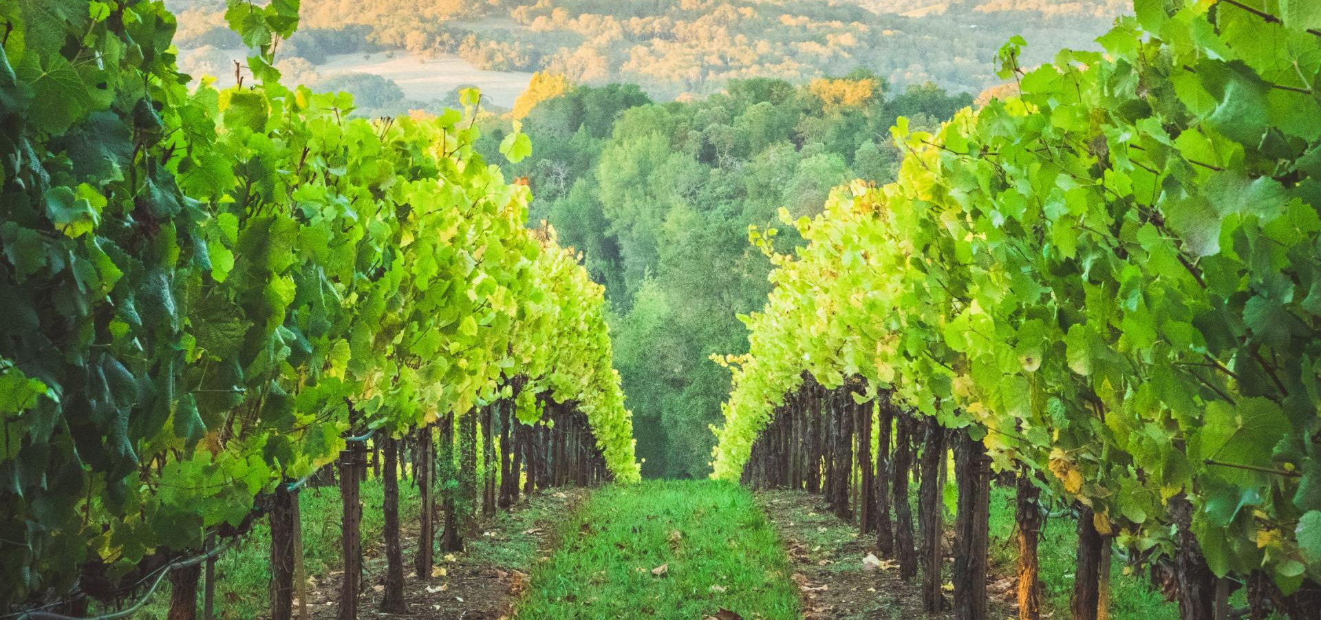 A row of vines growing in a vineyard with trees in the background.