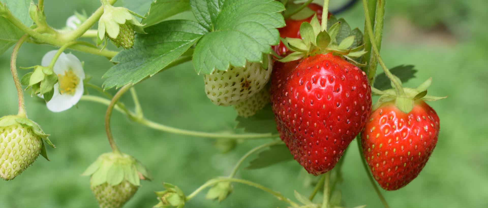 Strawberries are growing on a vine in a garden.