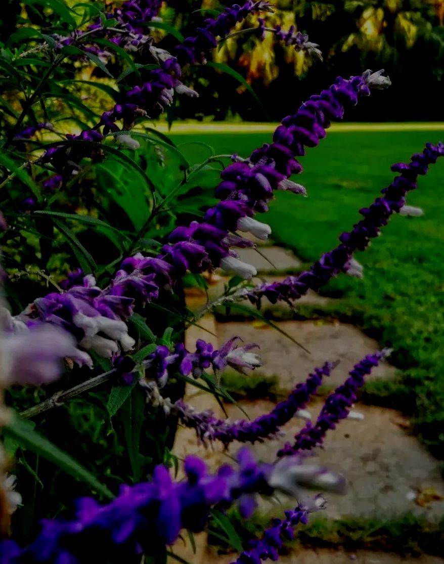 A close up of purple flowers growing on a bush in a garden.