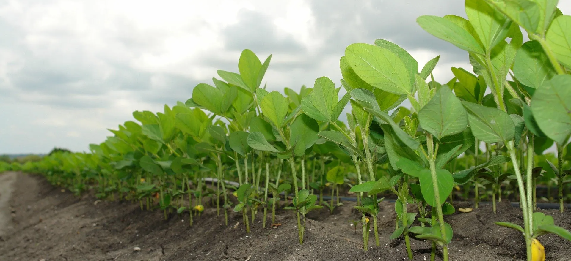 A row of green plants growing in a field with a cloudy sky in the background.