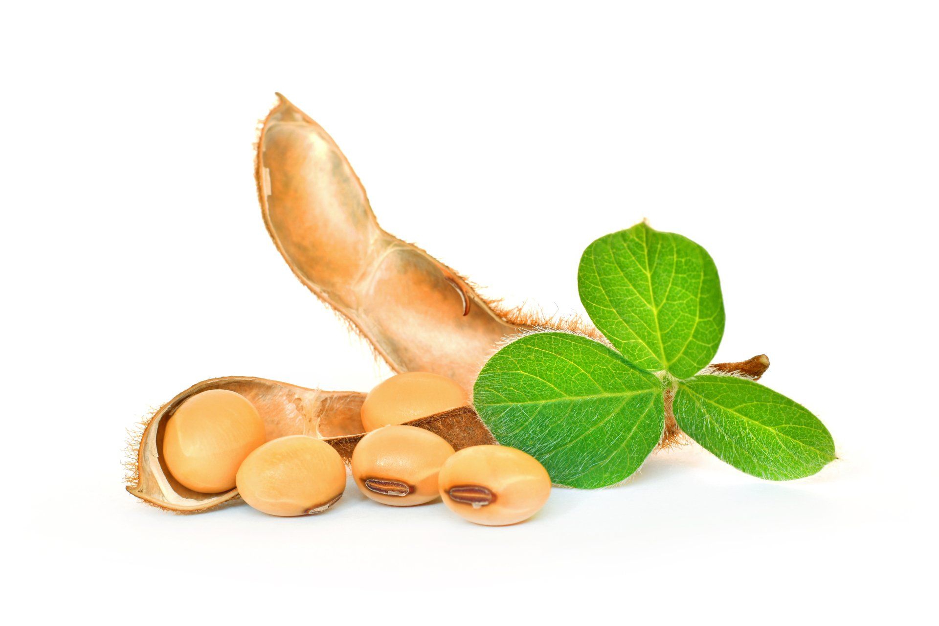 Soybeans and green leaves on a white background.