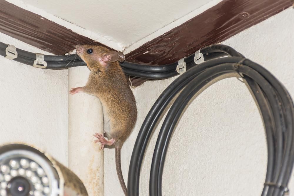 A Mouse Is Climbing up A Pipe in A Room — Benefit Pest Management Pty Ltd in Port Stephens, NSW