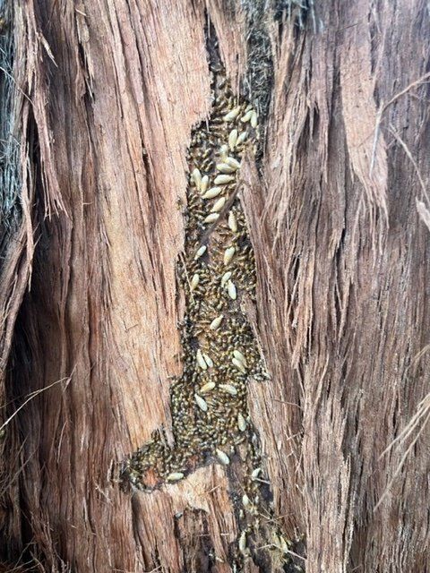 A Cockroach Is Crawling on A Counter Top — Benefit Pest Management Pty Ltd in Singleton, NSW