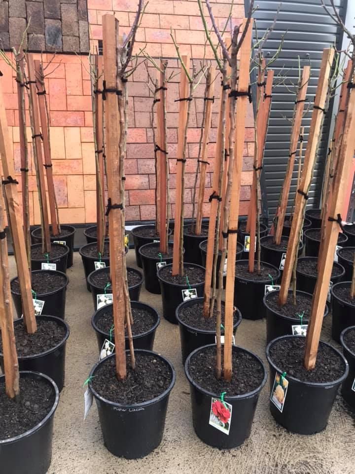 A bunch of potted plants with wooden poles in front of a brick wall.