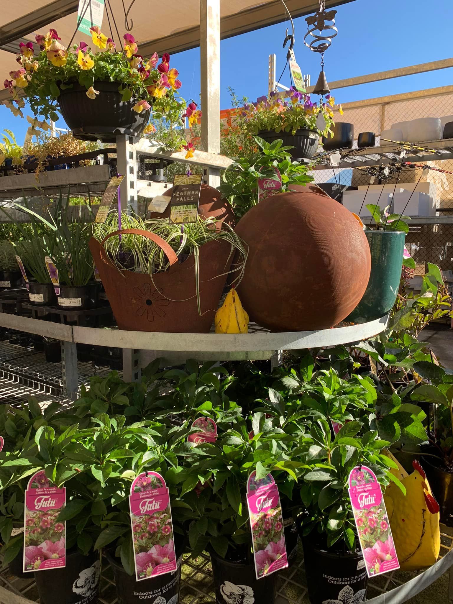 A display of potted plants and hanging baskets in a garden center.