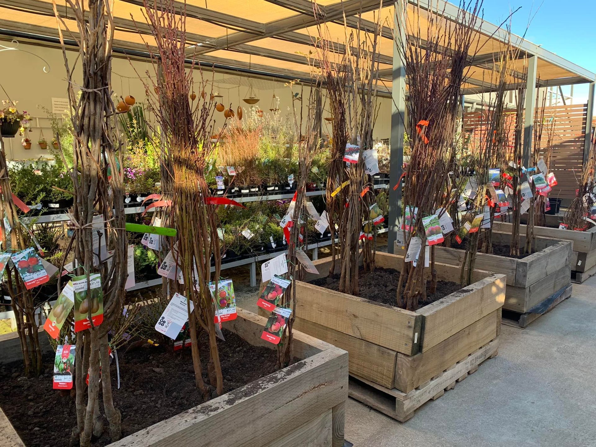 A row of wooden planters filled with trees in a garden center.