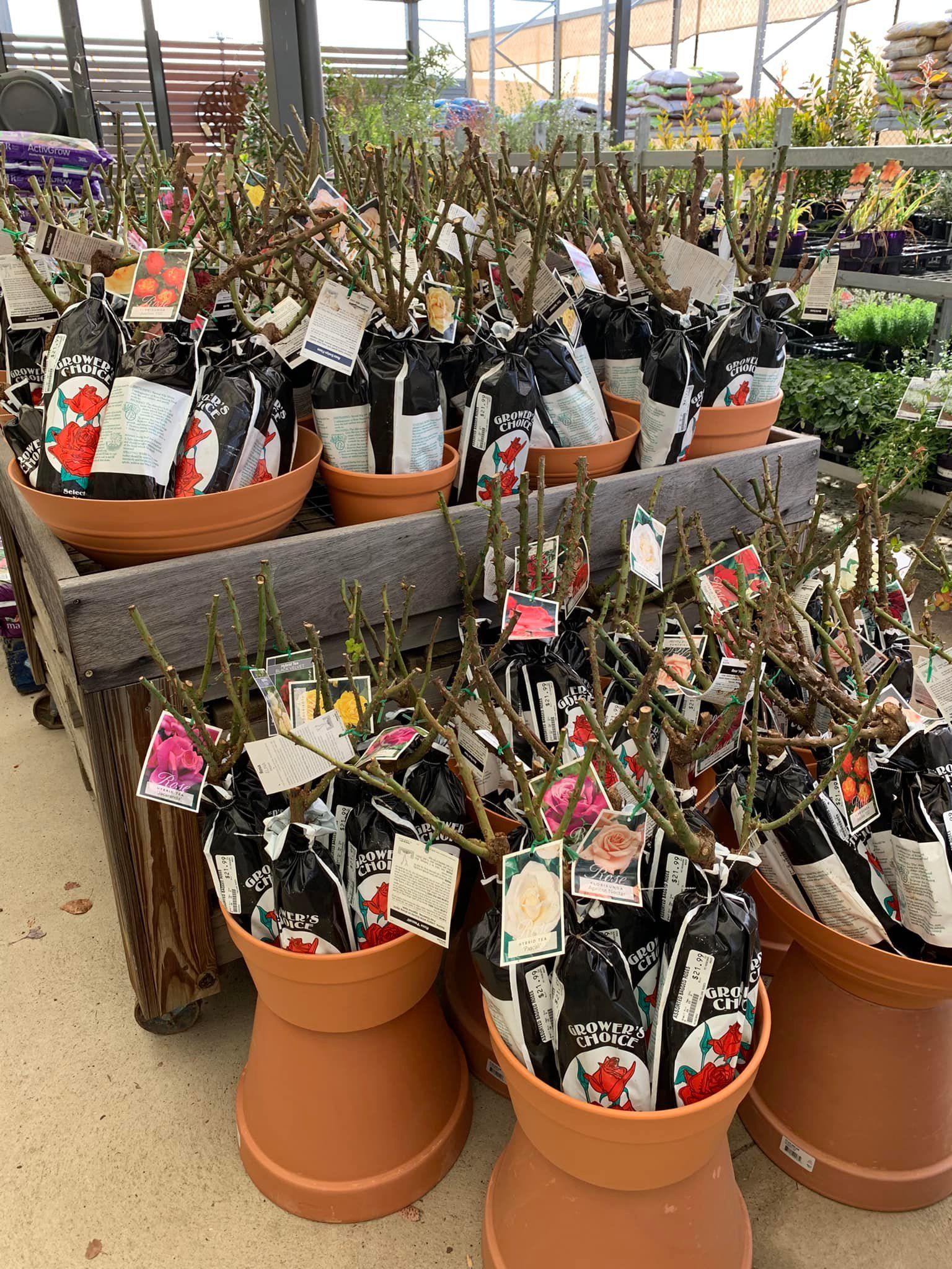 A bunch of potted plants are sitting on top of each other on a table.