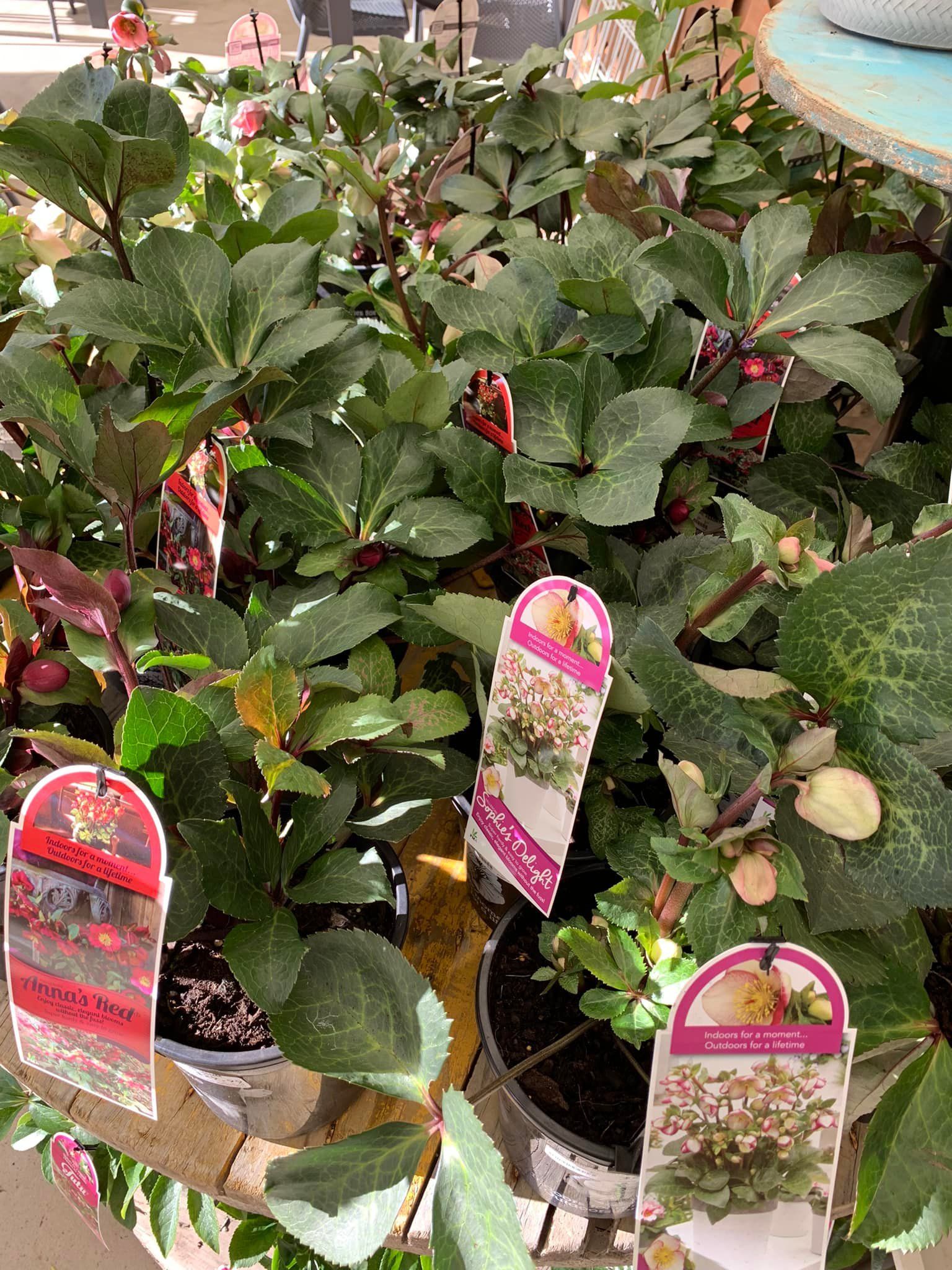 A bunch of potted plants with labels on them are sitting on a table.