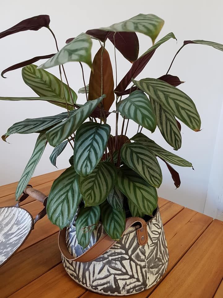 A potted plant is sitting on a wooden table.